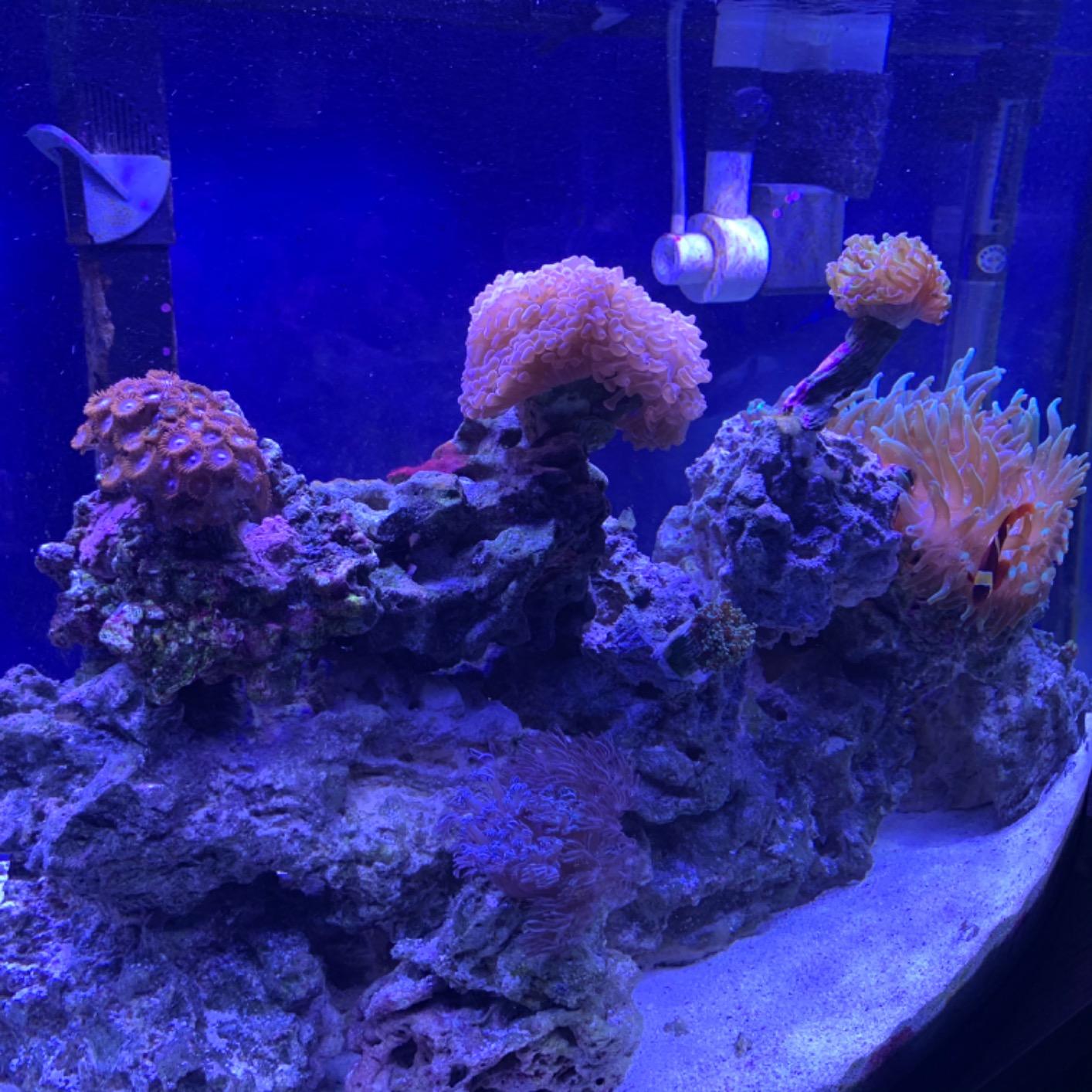 NICREW Saltwater Aquarium Light, Marine LED Fish Tank Light for Coral Reef Tanks, 30 to 36-Inch, 32-Watt customer photo 2