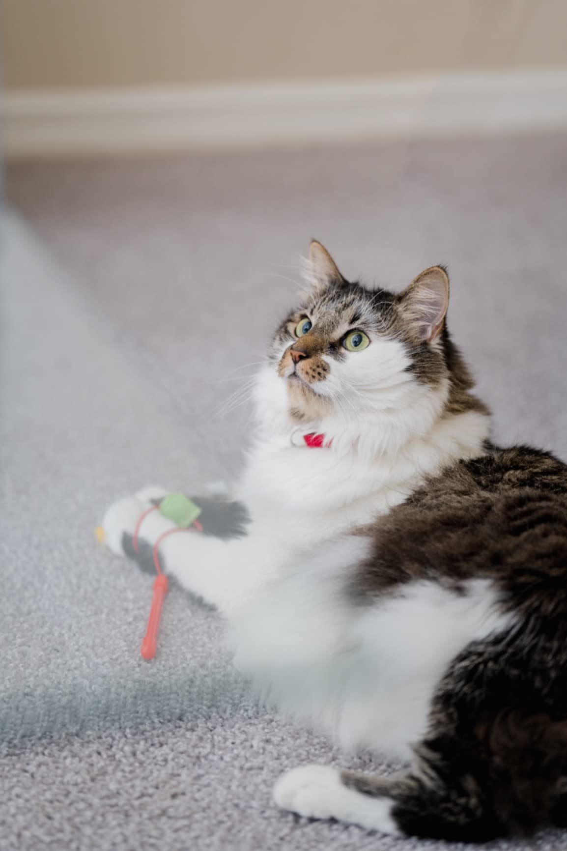 Altura Photo Camera Flash with LCD Display for DSLR & Mirrorless Cameras - External Speedlite Featuring a Standard Hot Shoe, Universal Speedlight for Canon, Sony, Nikon, Panasonic and More customer photo 1