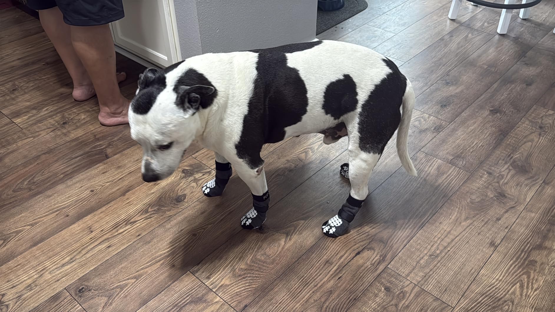 PUPTECK Anti-Slip Dog Socks with Double Sides Grips for Small Medium Large Dogs Hardwood Floors Prevents Licking, Dog Shoes for Hot Pavement Traction Control Paw Protector for Senior Dogs, Grey L customer photo 1