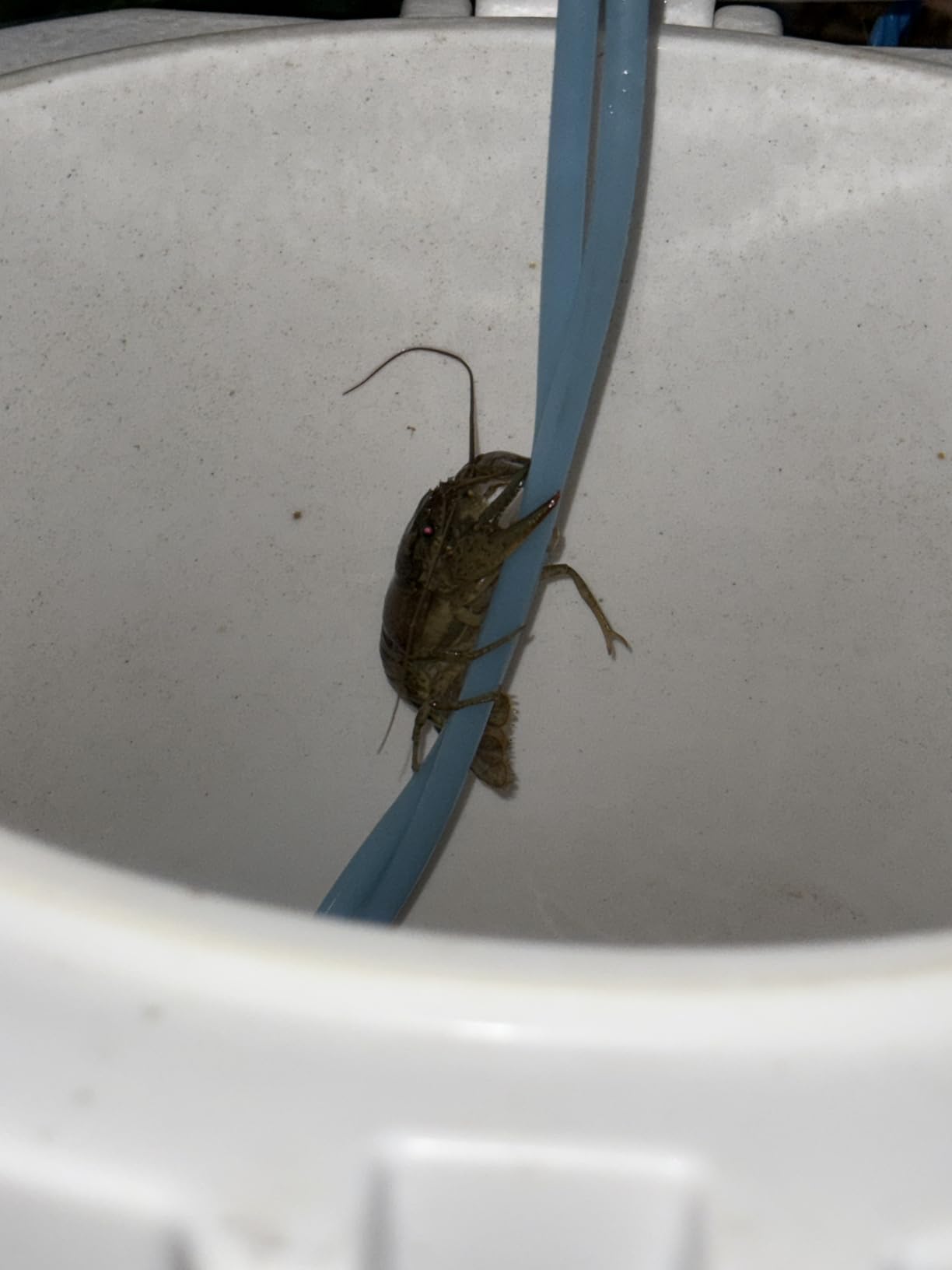 Mammoth Live Bait Bucket, Insulated Bait Bucket with 10 Quart Capacity, Great for Daily Trips and Fishing Tournaments customer photo 2