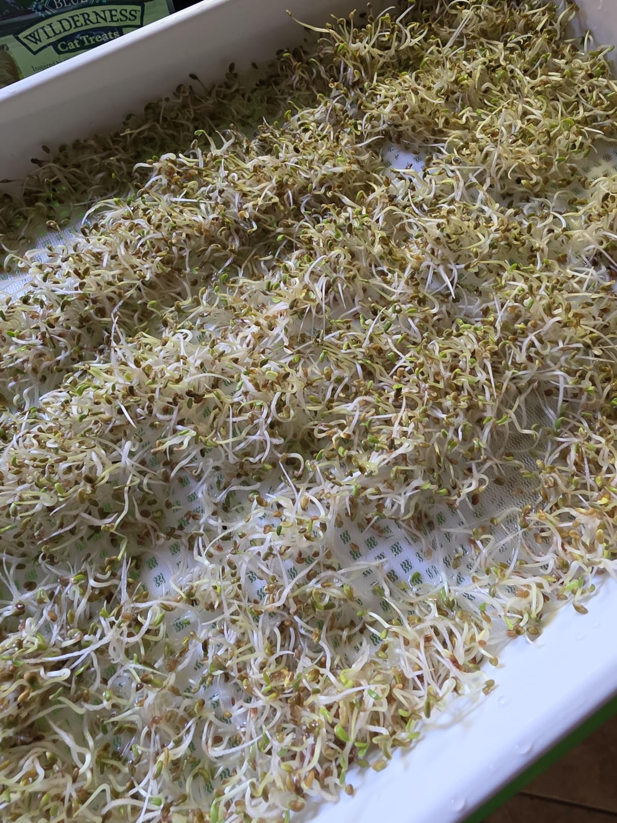 SUNPRO 2-Pack Seed Sprouter Tray with Humidity Lid, BPA Free Food Grade Soil-Free Sprouting Kit, Large Capacity Wheatgrass Grower & Microgreens Germination Station for Beans, Peas, Cat Grass (Green) customer photo 1