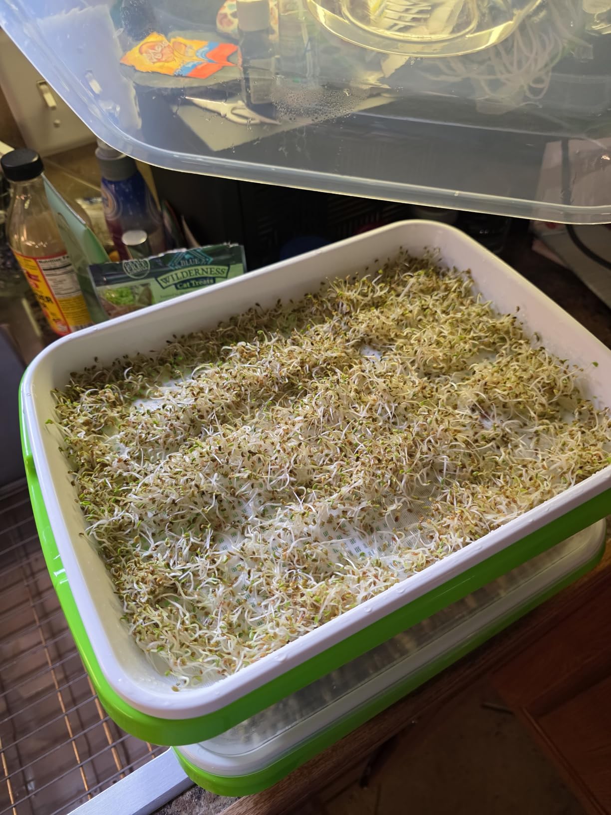 SUNPRO 2-Pack Seed Sprouter Tray with Humidity Lid, BPA Free Food Grade Soil-Free Sprouting Kit, Large Capacity Wheatgrass Grower & Microgreens Germination Station for Beans, Peas, Cat Grass (Green) customer photo 2