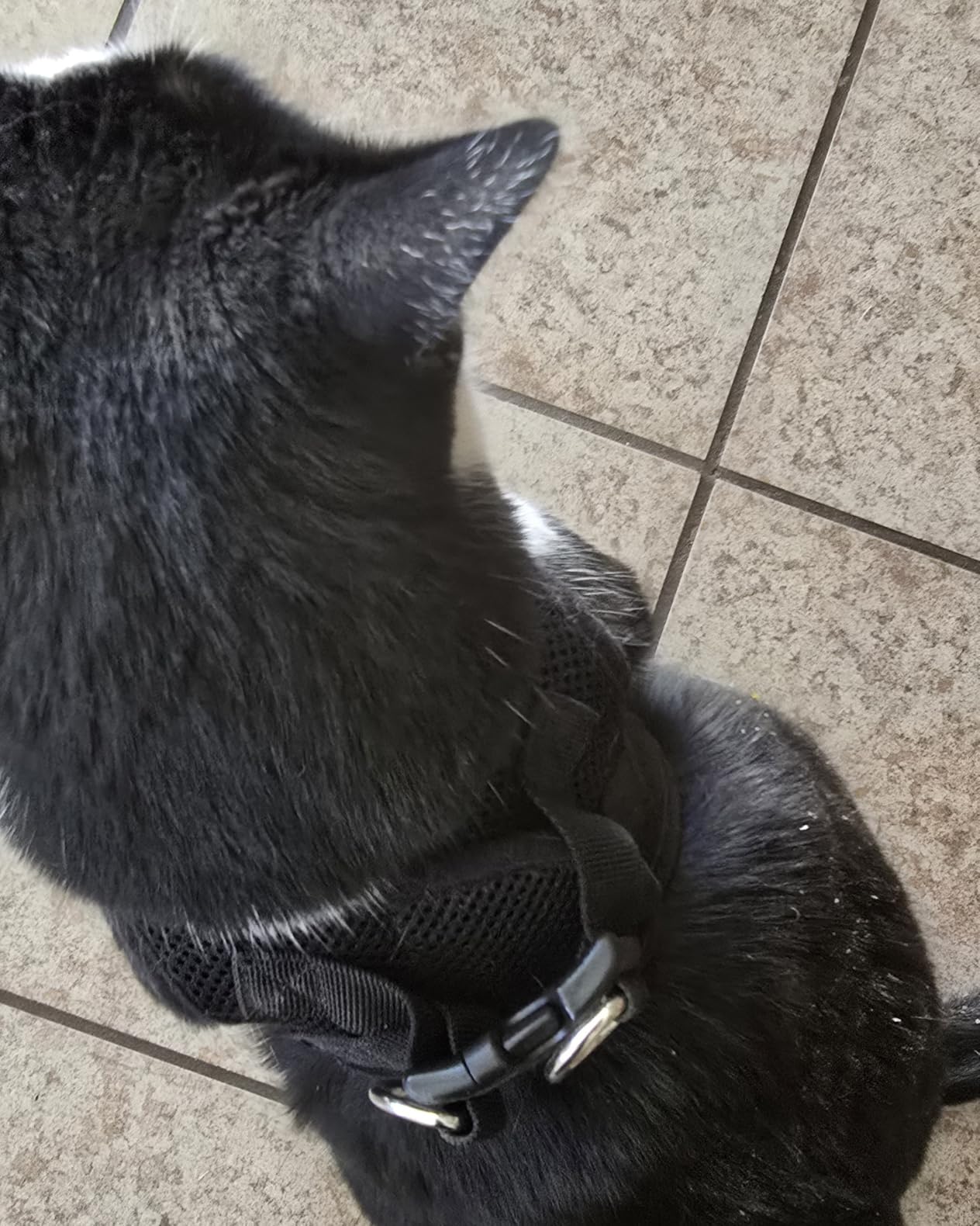 Best Pet Supplies Voyager Step-in Air Harness - All Weather Mesh, Reflective, No Pull Harness for Dogs, Cats - Secure with Hook & Loop Fastener, Buckle, Double D-Rings - Fuchsia, S customer photo 2