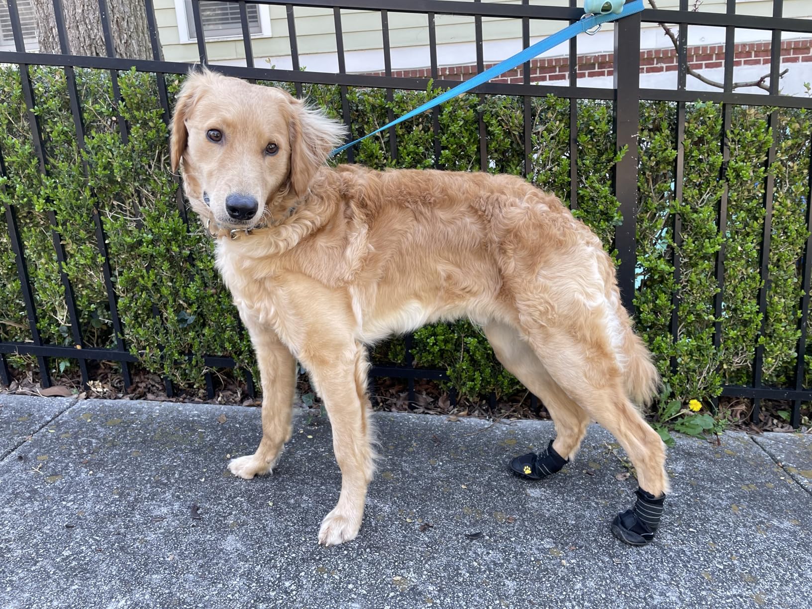 XSY&G Dog Boots,Waterproof Dog Shoes,Dog Booties with Reflective Rugged Anti-Slip Sole and Skid-Proof,Outdoor Dog Shoes for Medium to Large Dogs 4Pcs-Size6 customer photo 1