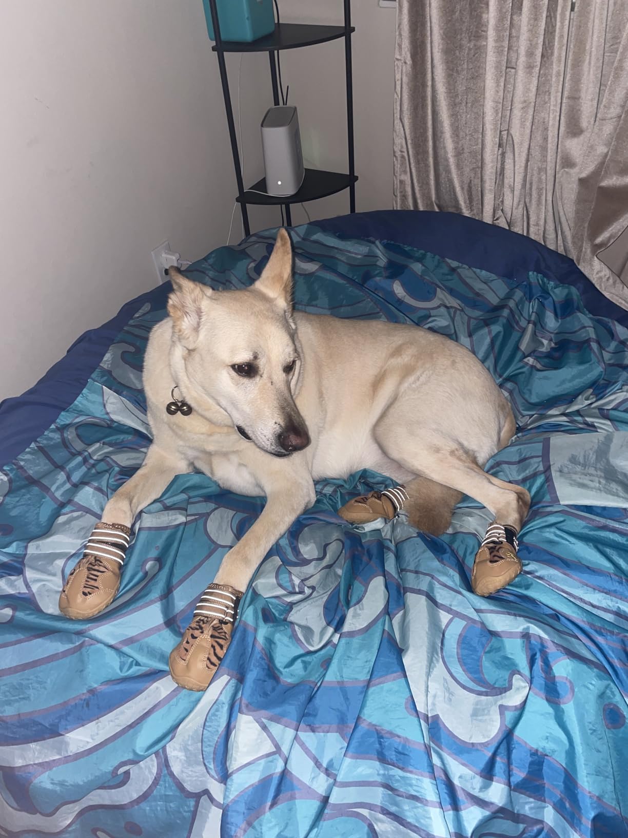 XSY&G Dog Boots,Waterproof Dog Shoes,Dog Booties with Reflective Rugged Anti-Slip Sole and Skid-Proof,Outdoor Dog Shoes for Medium to Large Dogs 4Pcs-Size6 customer photo 2