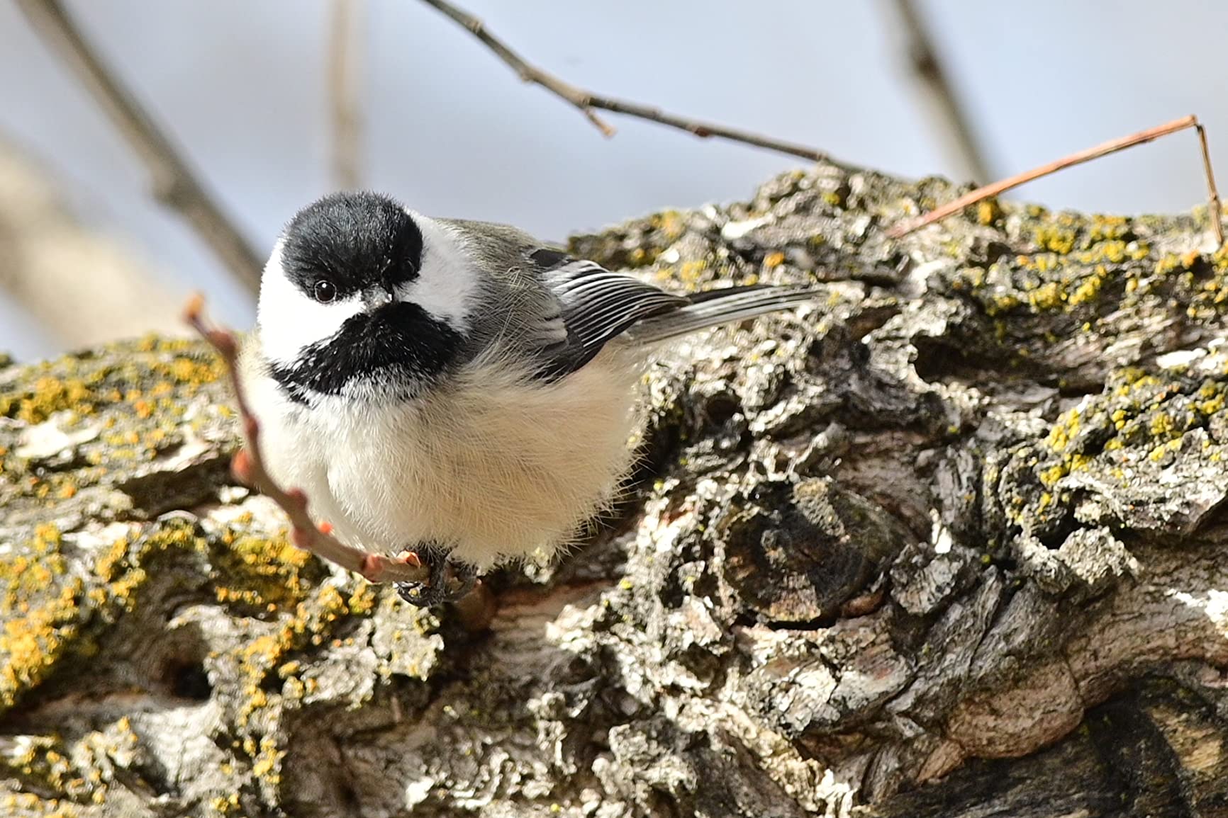 Nikon Z 6II Versatile Full-Frame Mirrorless Stills/Video Hybrid Camera (Body Only) customer photo 2