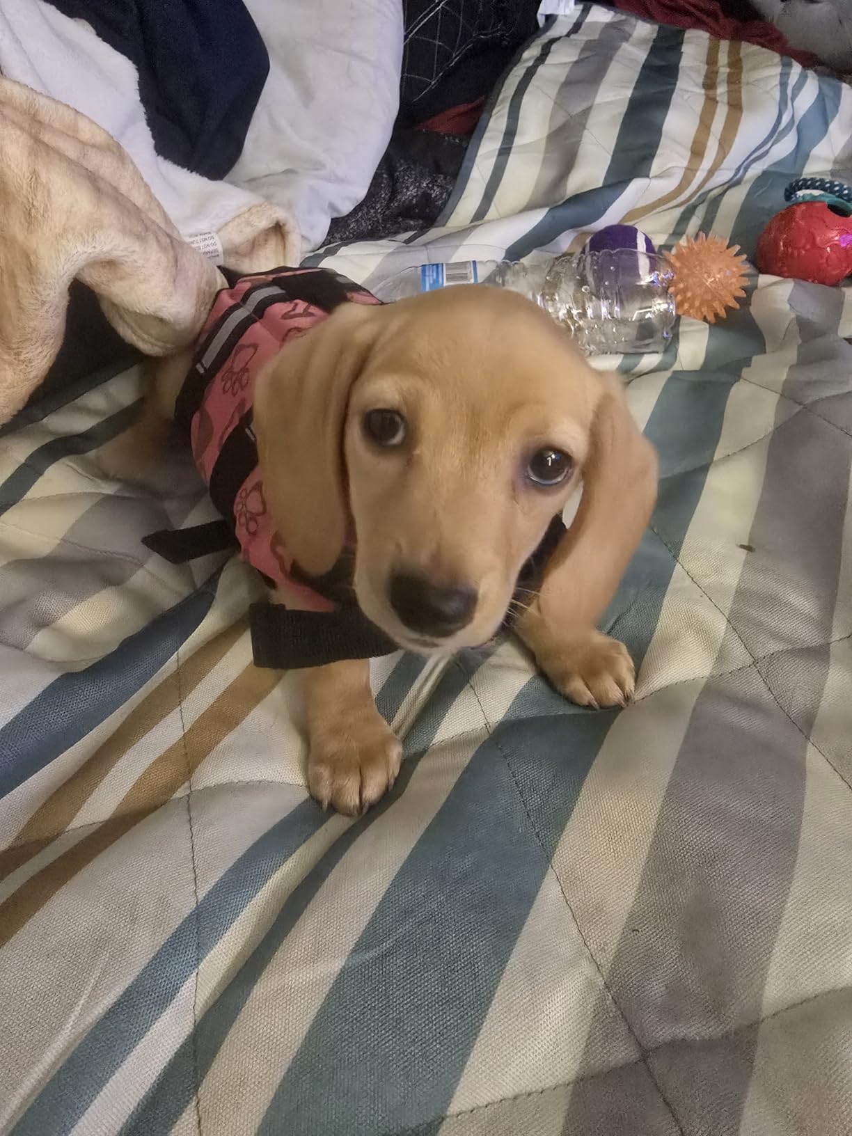 Doglay Dog Life Jacket, Dog Life Vest for Swimming Boating, Adjustable Puppy Life Jacket with Reflective Stripes, Superior Buoyancy Dog Swimming Vest for Small Medium and Large Dogs customer photo 1