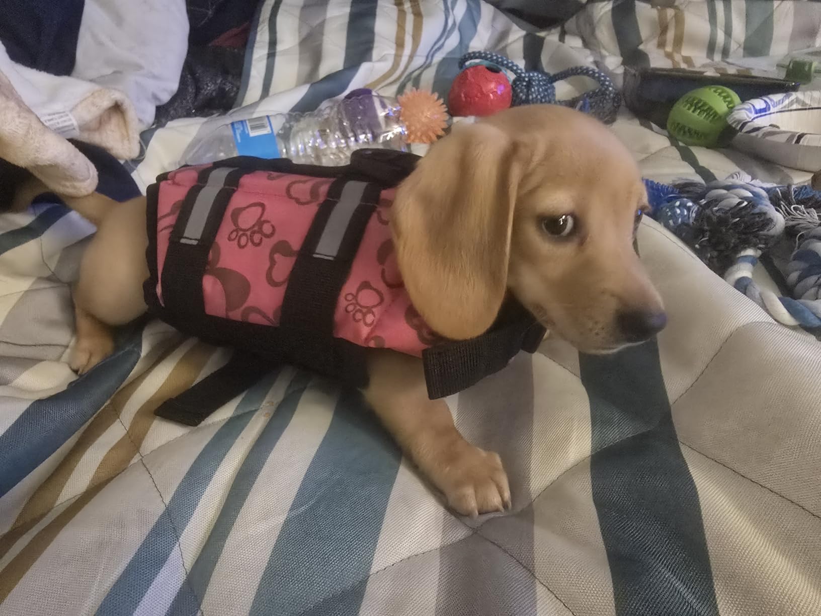 Doglay Dog Life Jacket, Dog Life Vest for Swimming Boating, Adjustable Puppy Life Jacket with Reflective Stripes, Superior Buoyancy Dog Swimming Vest for Small Medium and Large Dogs customer photo 2