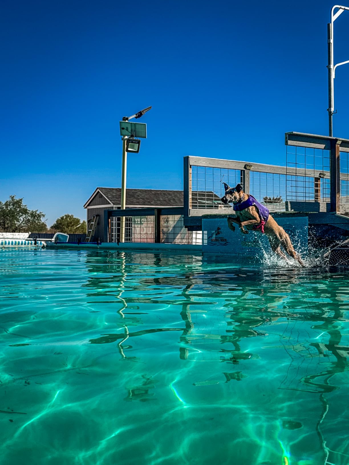 Ruffwear, Float Coat Dog Life Jacket, Premium Buoyancy Swim Vest with Lift Handle, Secure Fit & Reflective Trim, Adjustable Flotation for Swimming, Boating, & Outdoor Adventures, Wave Orange, Small customer photo 1