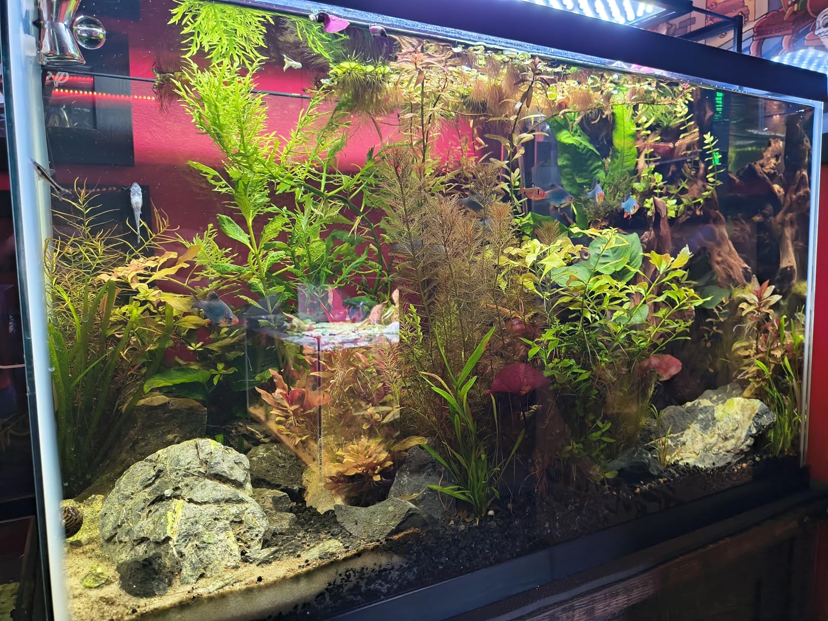 FZONE 5.5L Aquarium CO2 Generator System Carbon Dioxide Reactor Kit with Regulator and Needle Valve for 600-800g Raw Material customer photo 1