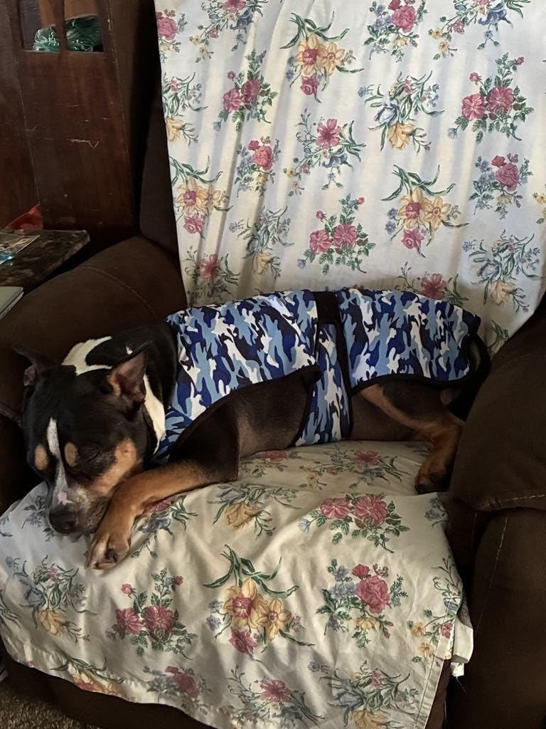 Dog Cooling Vest - 2-Layer Cooling with Soft Microfiber Fabric - Lightweight, Adjustable and Comfortable - UV Protection for Small to Large Dogs - Relief in Hot Weather (Blue, Small) customer photo 1