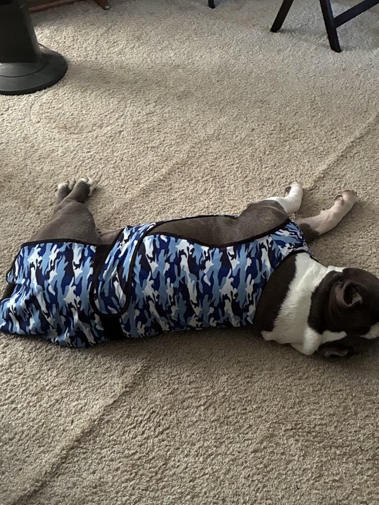 Dog Cooling Vest - 2-Layer Cooling with Soft Microfiber Fabric - Lightweight, Adjustable and Comfortable - UV Protection for Small to Large Dogs - Relief in Hot Weather (Blue, Small) customer photo 2