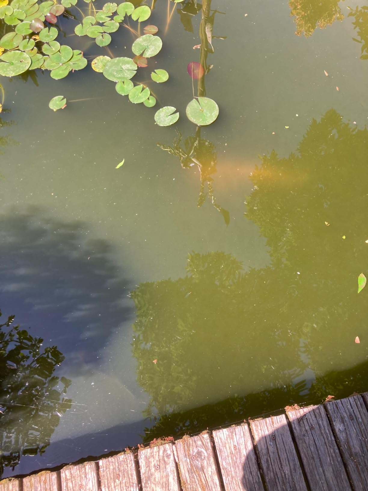 Jebao PU-36 Pond and Aquarium Clarifier, 36-watt customer photo 2