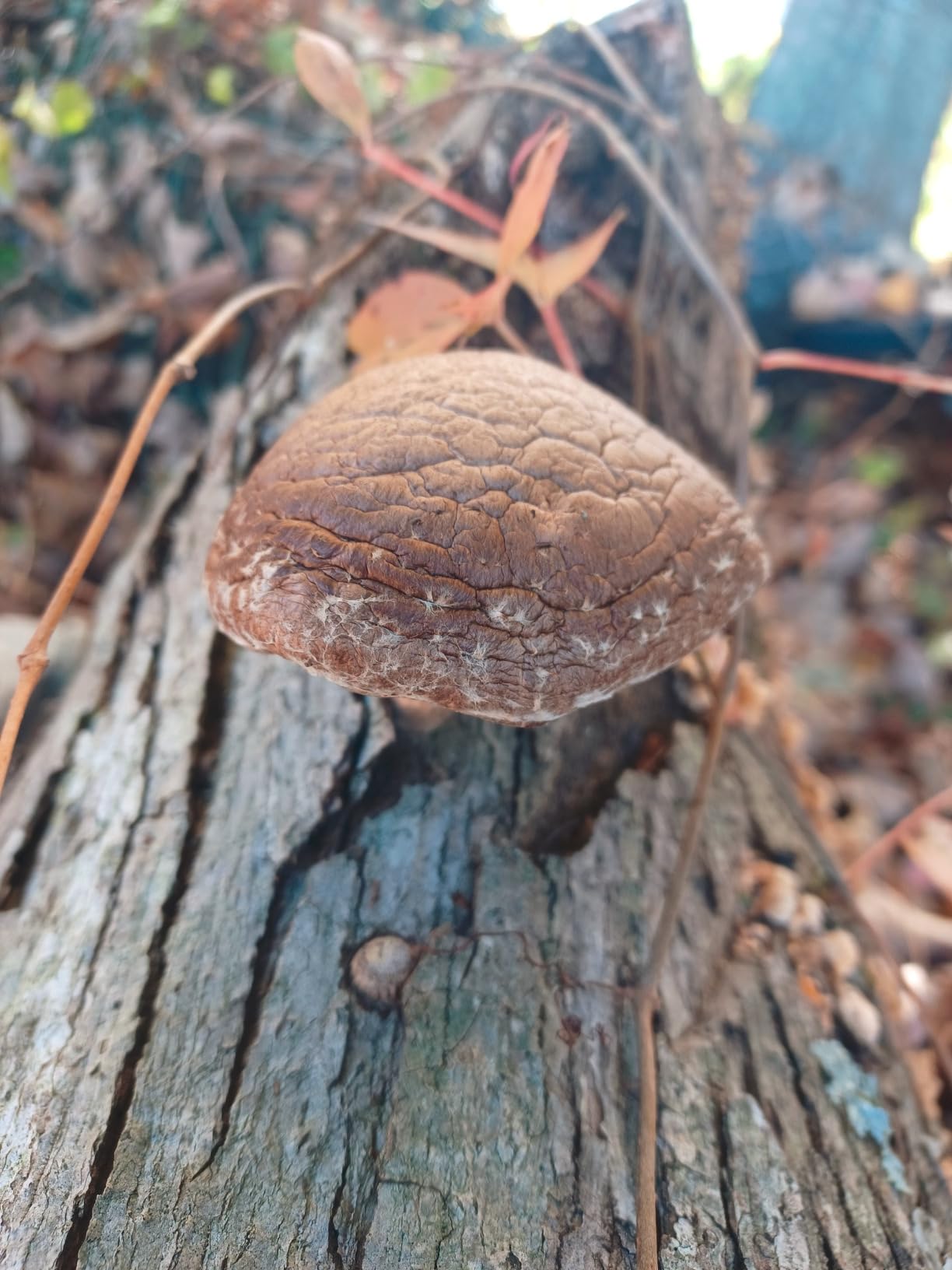 North Spore Organic Shiitake Outdoor Mushroom Log Growing Kit | Includes 100 ct. Bag of Plug Spawn | Complete Log Starter Kit with Instructions | Handmade in Maine, USA customer photo 1