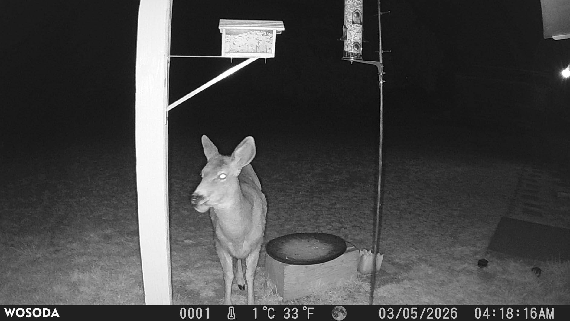 WOSPORTS Trail Camera,56MP 4K 0.2S Trigger Motion Activated,Game Camera with Night Vision IP66 Waterproof 2.0''LCD 120°Wide Trail Cam Lens for Outdoor Scouting Wildlife Monitoring Home Security customer photo 1