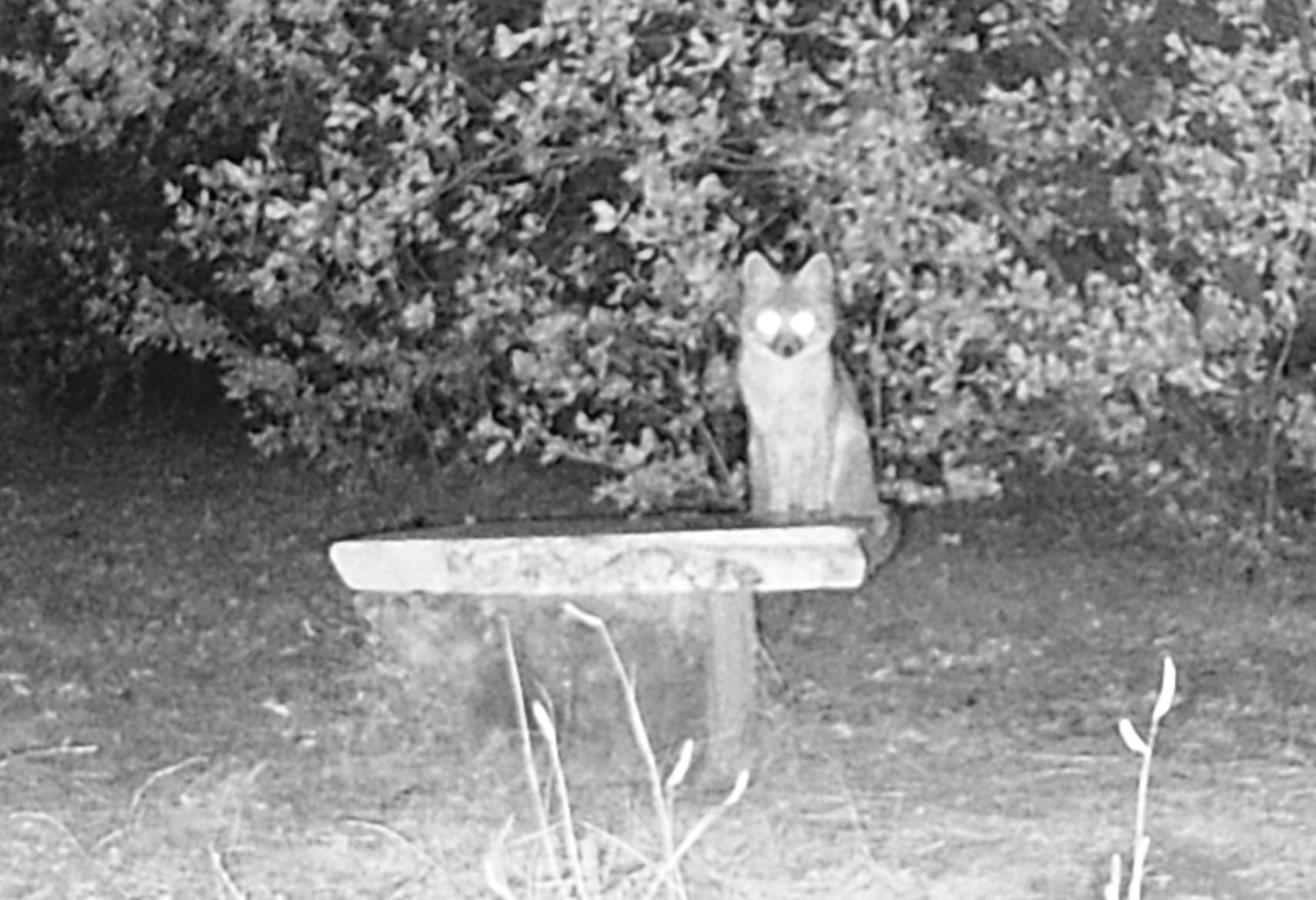 36MP 1920P Trail Camera, Game Camera with Night Vision Motion Activated 0.2s Trigger Time 120° Wide Sensor Deer Cam Waterproof with 2'' LCD for Outdoor Wildlife Monitoring customer photo 1