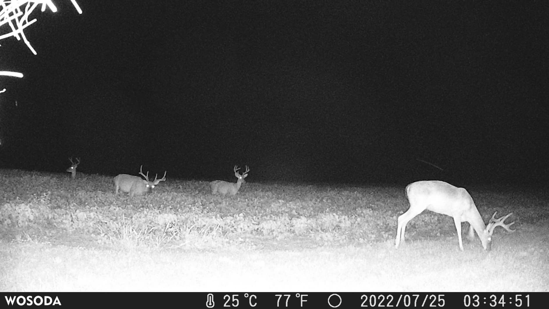 36MP 1920P Trail Camera, Game Camera with Night Vision Motion Activated 0.2s Trigger Time 120° Wide Sensor Deer Cam Waterproof with 2'' LCD for Outdoor Wildlife Monitoring customer photo 2