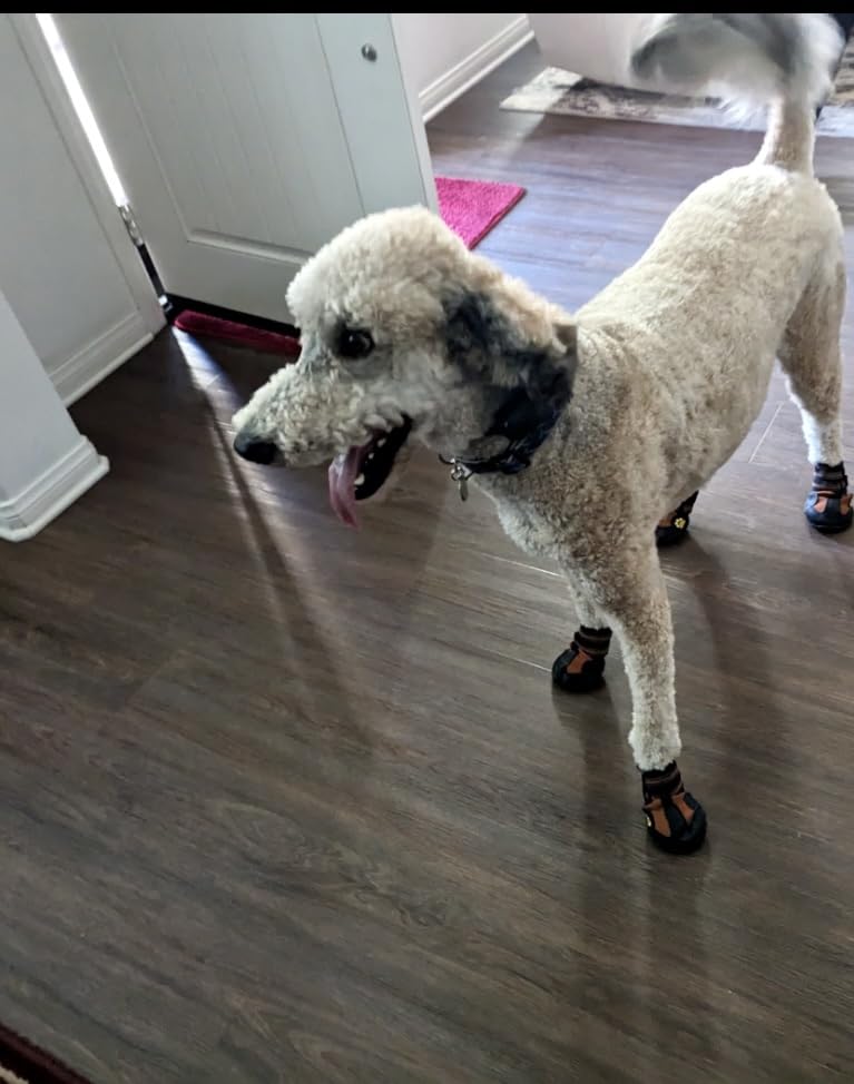 CovertSafe Dog Boots for Dogs Non-Slip, Waterproof Dog Booties for Outdoor, Dog Shoes for Medium to Large Dogs 4Pcs with Rugged Sole Black-Red customer photo 1