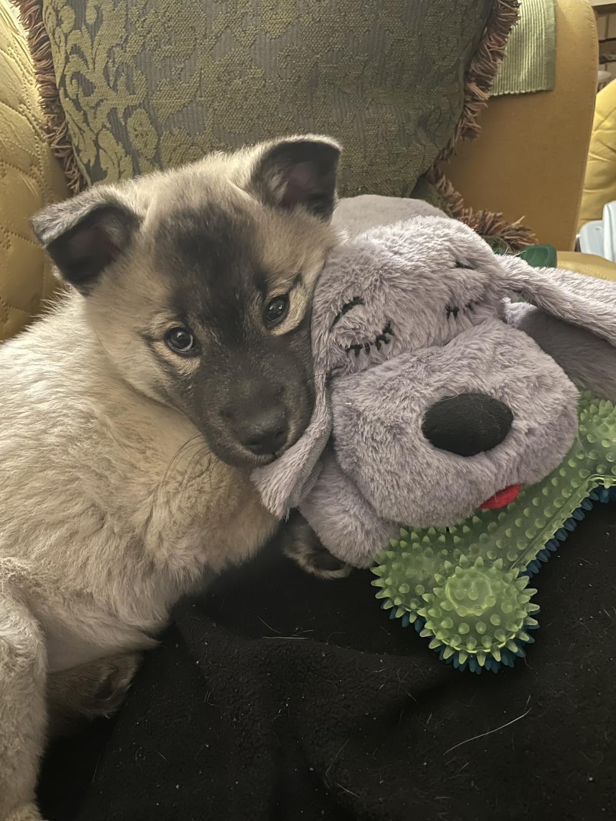 Amazon Basics Portable, Foldable Metal Wire Dog Crate with Removable Tray, Divider Panel, Easy to Assemble, for Large Dogs, 48 x 30 x 32.5 in, Black customer photo 1