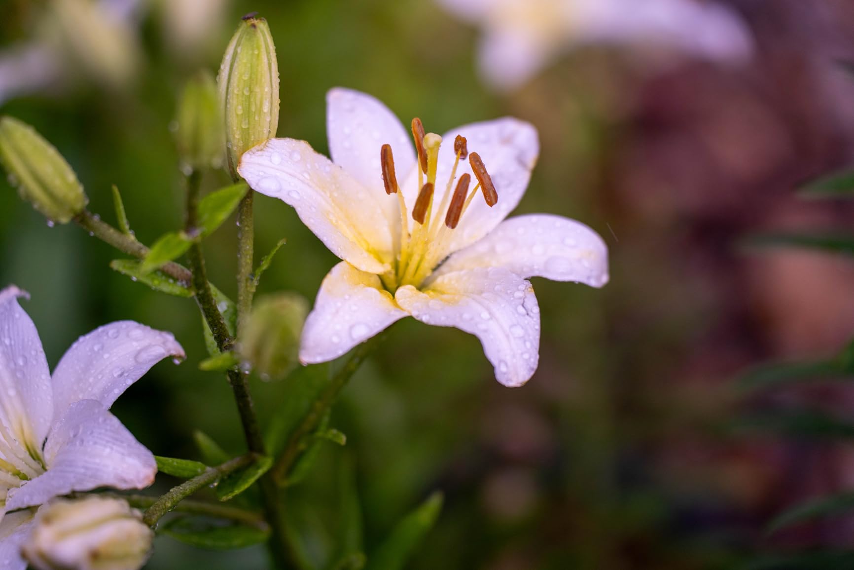 Tamron 35-150mm F/2-2.8 Di III VXD for Sony E-Mount Full Frame/APS-C customer photo 2