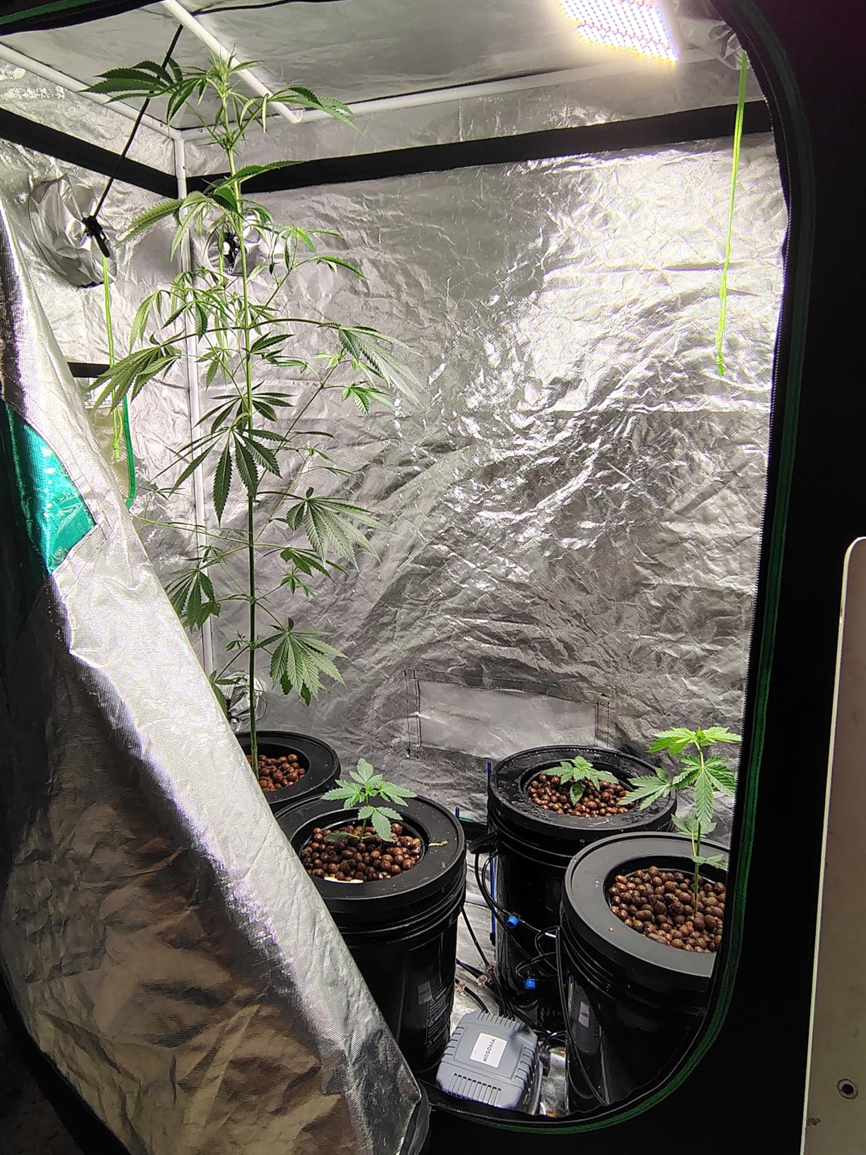 VIVOSUN DWC Hydroponics Grow System with Top Drip Kit, 5-Gallon Deep Water Culture, Recirculating Drip Garden System with Multi-Purpose Air Hose, Air Pump, and Air Stone customer photo 2