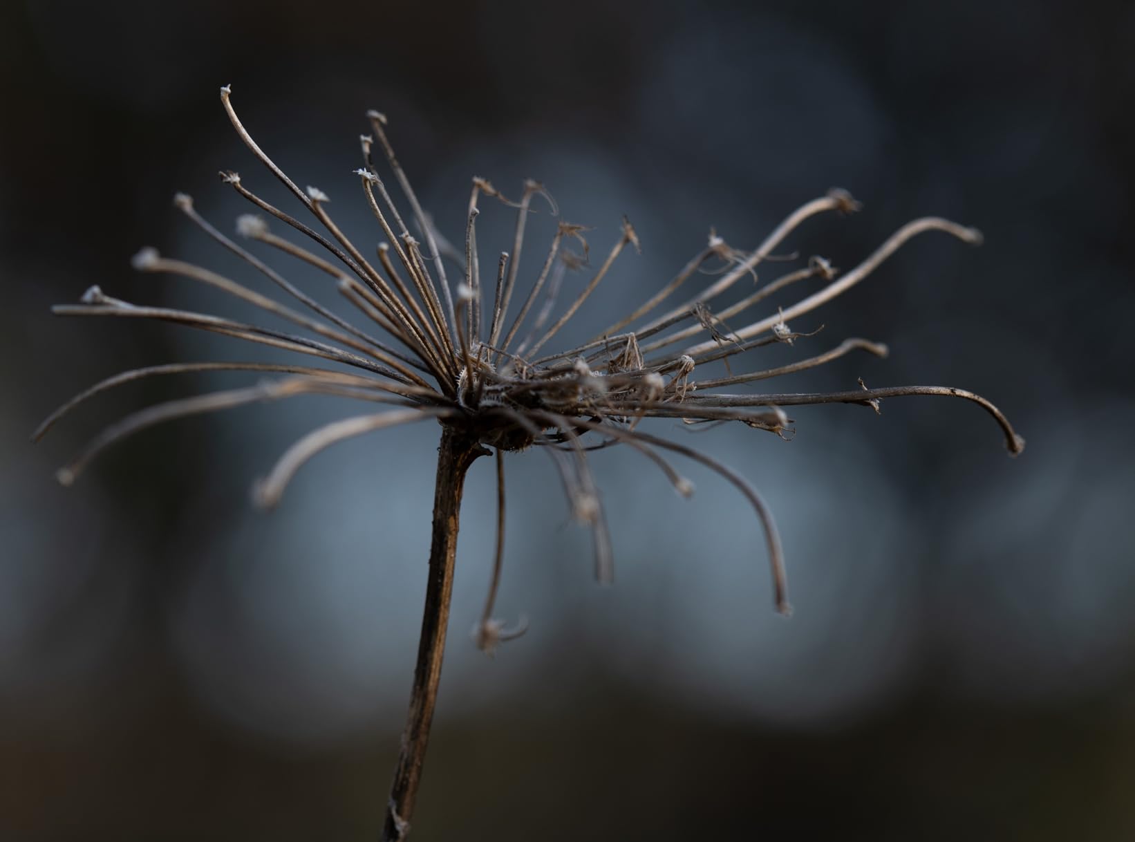 Godox V860III-C Camera Flash for Canon Camera Flash Speedlite Speedlight Light, 2.4G HSS 1/8000s, 480 Full-Power Flashes, 7.2V/2600mAh Li-ion Battery, 0.01-1.5s Recycle Time, 10 Levels LED Modeling Lamp customer photo 1