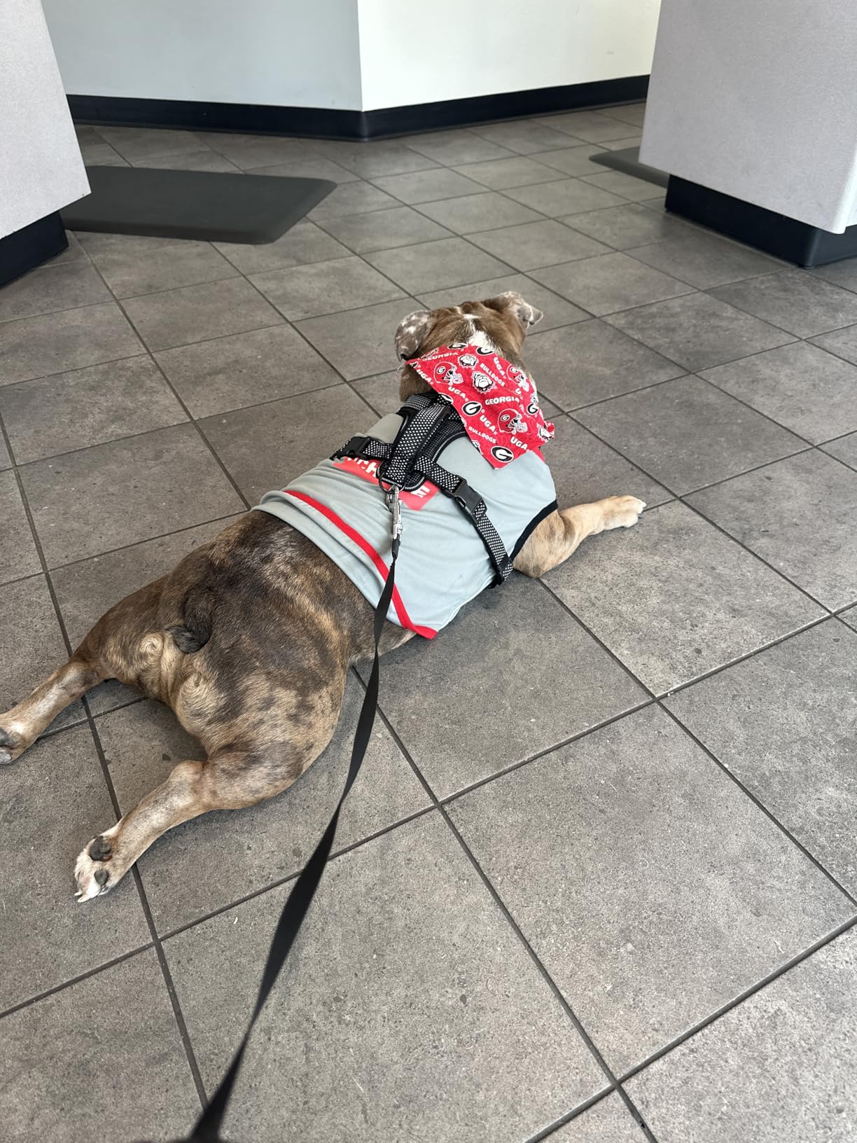 iChoue French Bulldog Summer Cooling Shirt for Dogs UV Sun Protection Vest Sleeveless Stretchy Tank Top English Pug Grey Black - Large customer photo 1