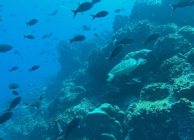 DIVEVOLK Seatouch 4 Max Plus Underwater Touchscreen housing compatible for iPhone 12/12 Pro/12 Pro Max/13/13 Pro/13 Pro Max/14/14 Pro/14 Pro Max/15/15 Pro/16Pro/16Pro Max customer photo 1