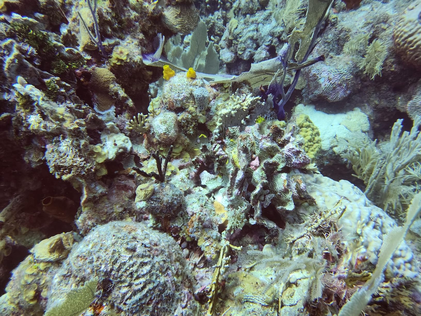 DIVEVOLK Seatouch 4 Max Plus Underwater Touchscreen housing compatible for iPhone 12/12 Pro/12 Pro Max/13/13 Pro/13 Pro Max/14/14 Pro/14 Pro Max/15/15 Pro/16Pro/16Pro Max customer photo 2