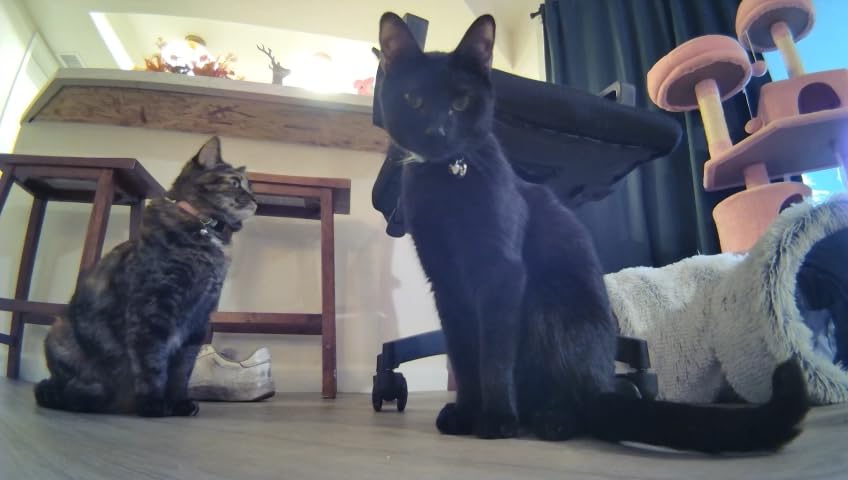 Enabot EBO SE FamilyBot Home Camera Robot: 1080P Movable Pet Camera Indoor, Battery-Operated, Auto-Recharge, Night Vision, 2-Way Talk, Local Storage, APP Control customer photo 1