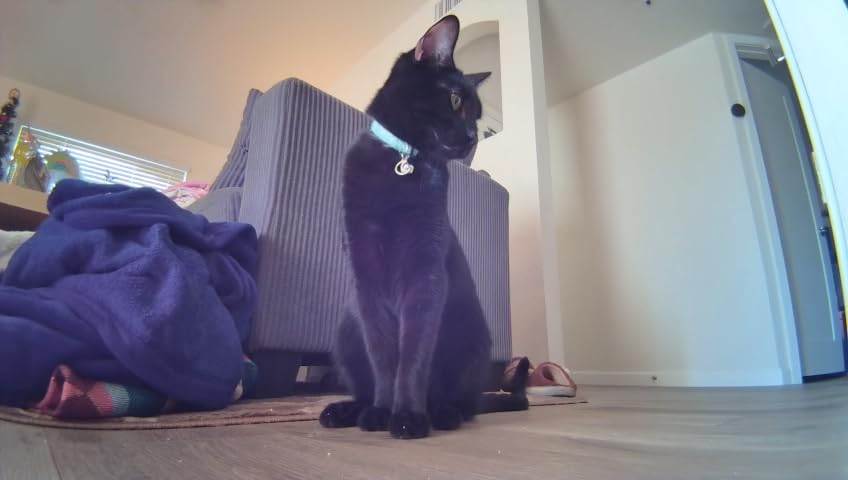 Enabot EBO SE FamilyBot Home Camera Robot: 1080P Movable Pet Camera Indoor, Battery-Operated, Auto-Recharge, Night Vision, 2-Way Talk, Local Storage, APP Control customer photo 2