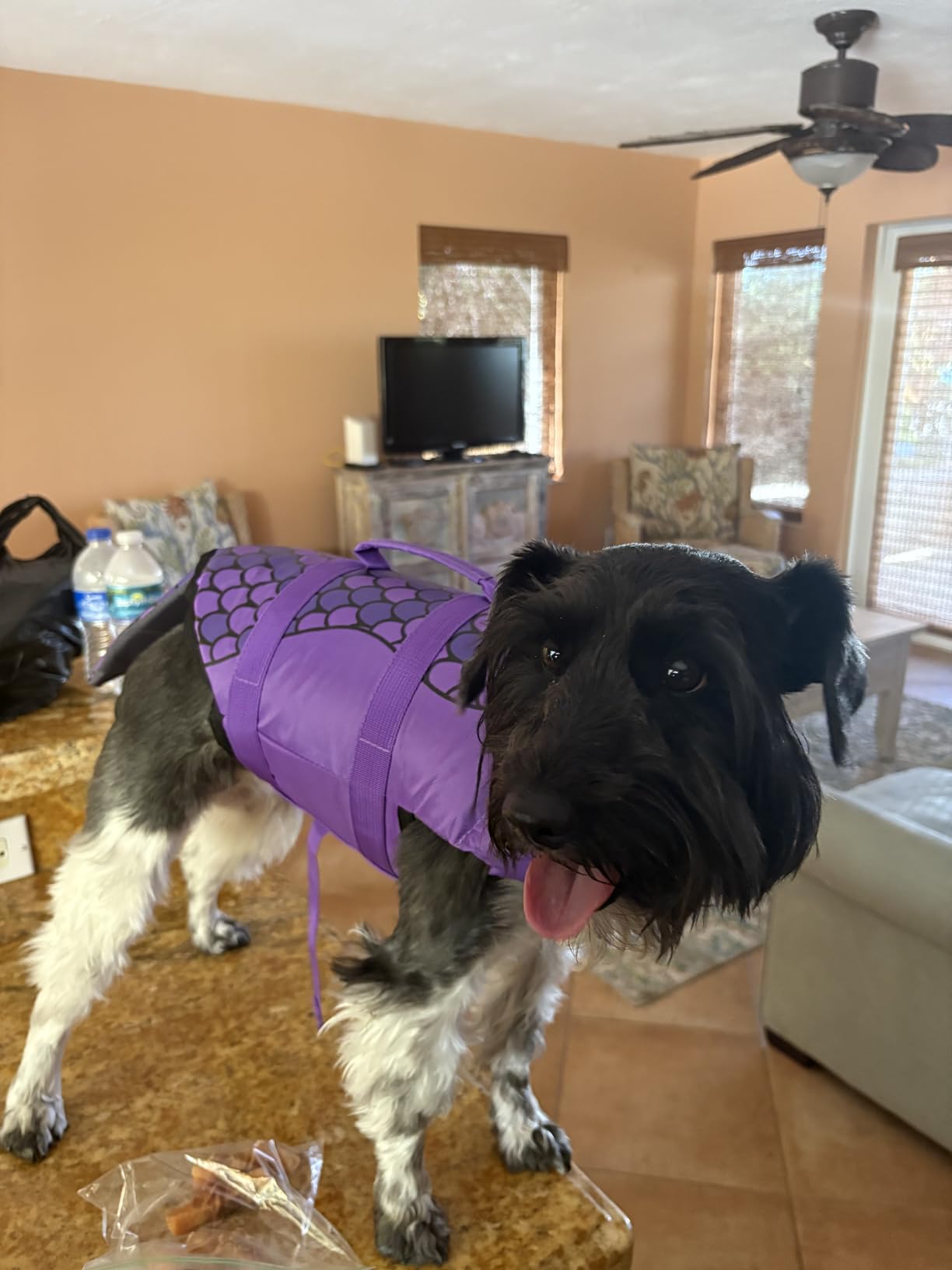 EMUST Shark Dog Life Jackets for Water Safety - Adjustable Ripstop Pet Life Vest with Rescue Handle for Swimming Pool, Beach, Boating (L, Pool Blue) customer photo 1