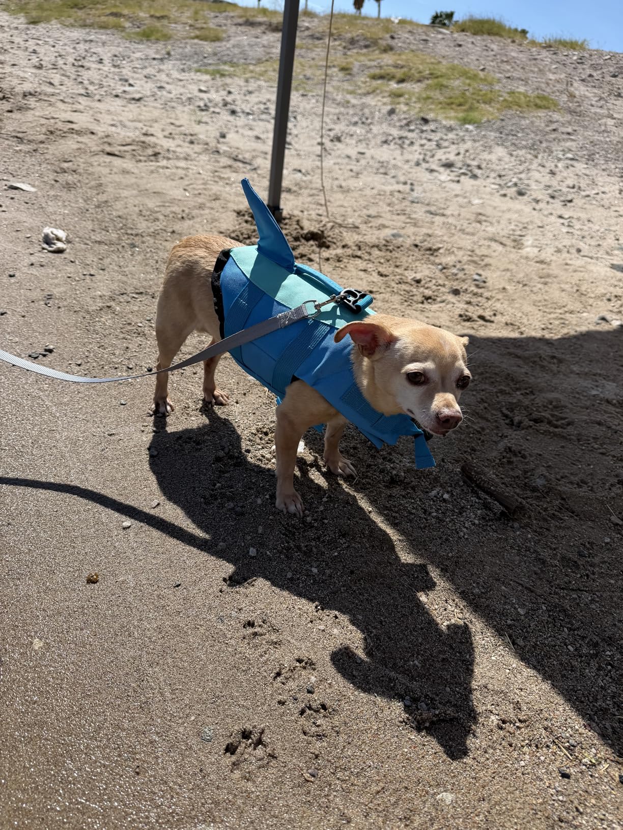 EMUST Shark Dog Life Jackets for Water Safety - Adjustable Ripstop Pet Life Vest with Rescue Handle for Swimming Pool, Beach, Boating (L, Pool Blue) customer photo 2