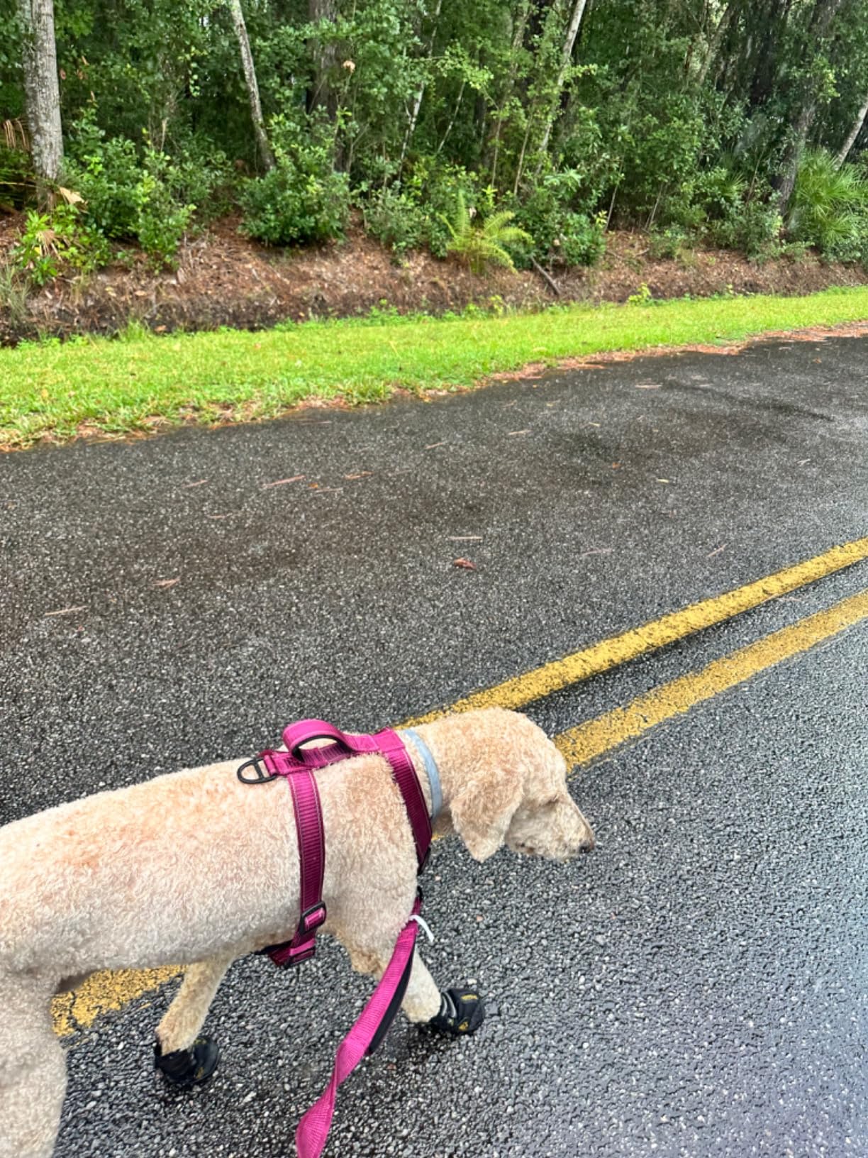 DcOaGt Dog Shoes for Large Dogs, Waterproof Anti-Slip Dog Boots & Paw Protectors for Summer Hot Pavement Winter Snow, Breathable and Reflective Dog Booties for Hiking/Walking/Outdoor/Floor customer photo 2