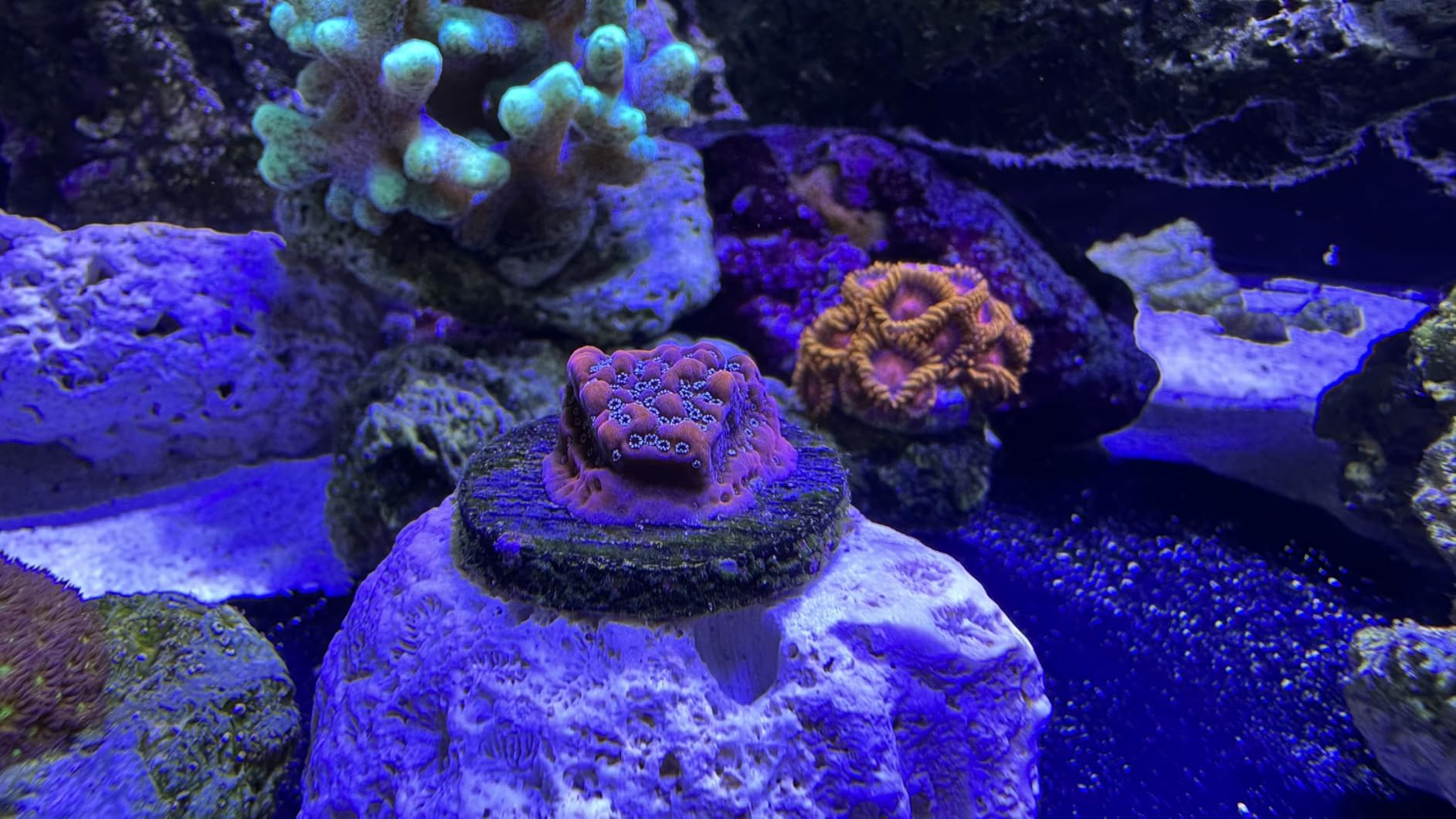 Aquarium Lights-100 watt 5 Channels Sunrise Sunset Moonlight Reef Lights for Coral SPS LPS Saltwater Tank customer photo 1