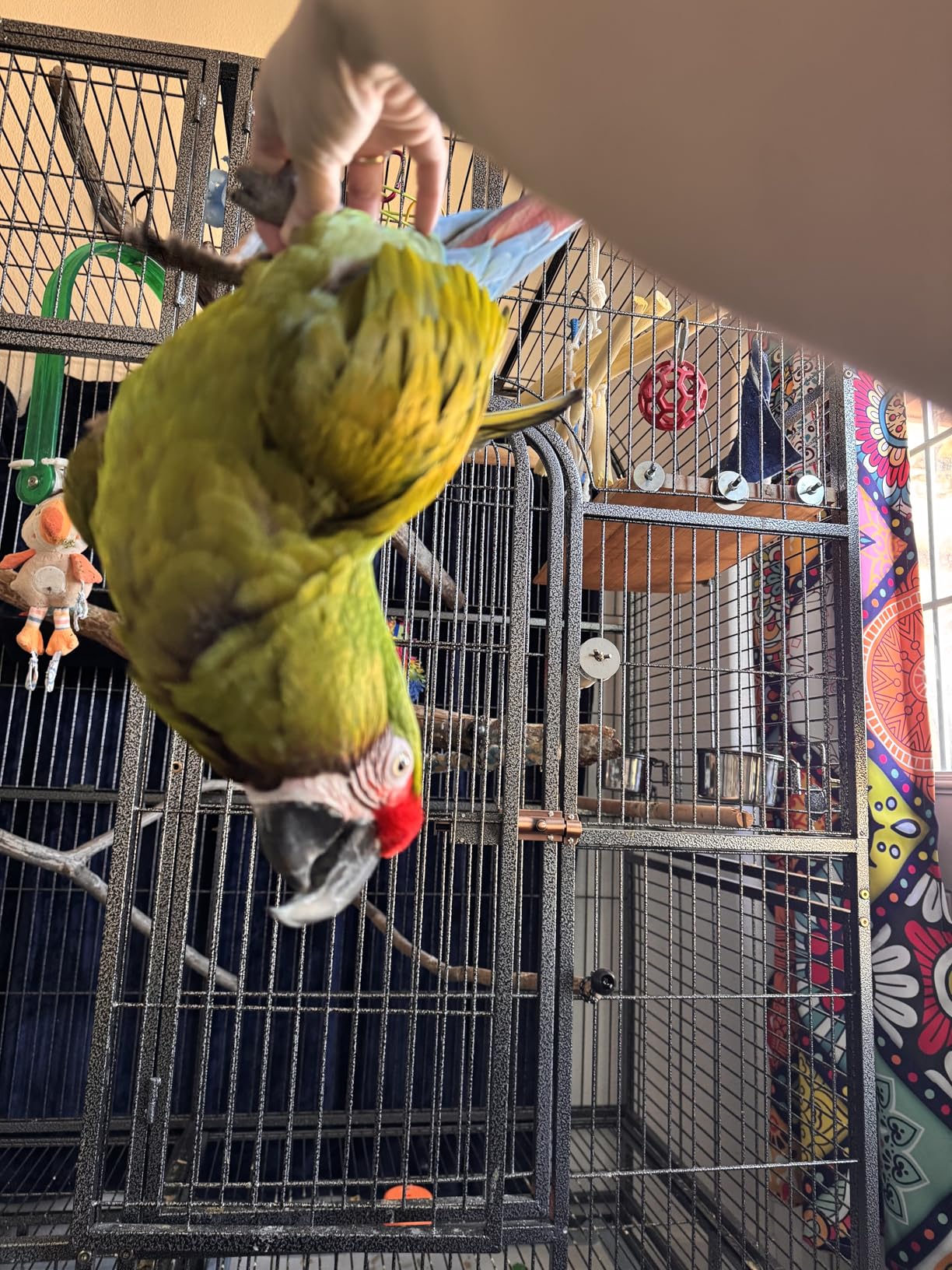 Double Cage with Center Divider for Bird Parrot Aviary W64xD32xH73 New customer photo 2