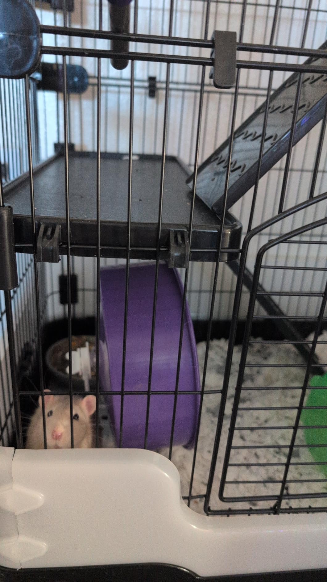 Homey Pet 3 Levels Chinchilla Ferret Pet Crate Small Animals Cages for Rat, Hamster, Guinea Pig, Squirrel, Include Caster Tray and Urine Guard (Black) customer photo 2