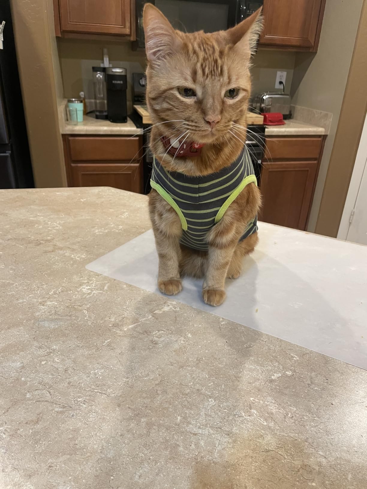 KYEESE 2Pack Dog Sweater Soft Dogs Clothes Warm Pets Clothes Turtleneck Pets Coats Dog Sweaters for Small Dogs Girl Pullover Small Pet Sweaters Stretchy Pet Sweatshirt customer photo 1