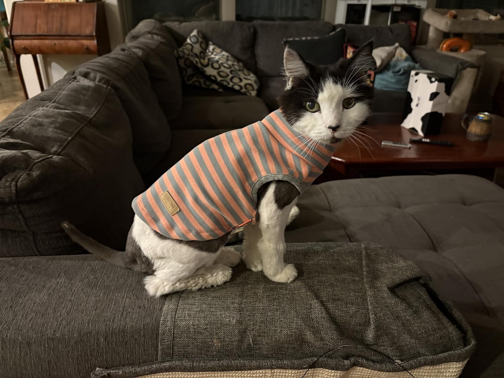 KYEESE 2Pack Dog Sweater Soft Dogs Clothes Warm Pets Clothes Turtleneck Pets Coats Dog Sweaters for Small Dogs Girl Pullover Small Pet Sweaters Stretchy Pet Sweatshirt customer photo 2