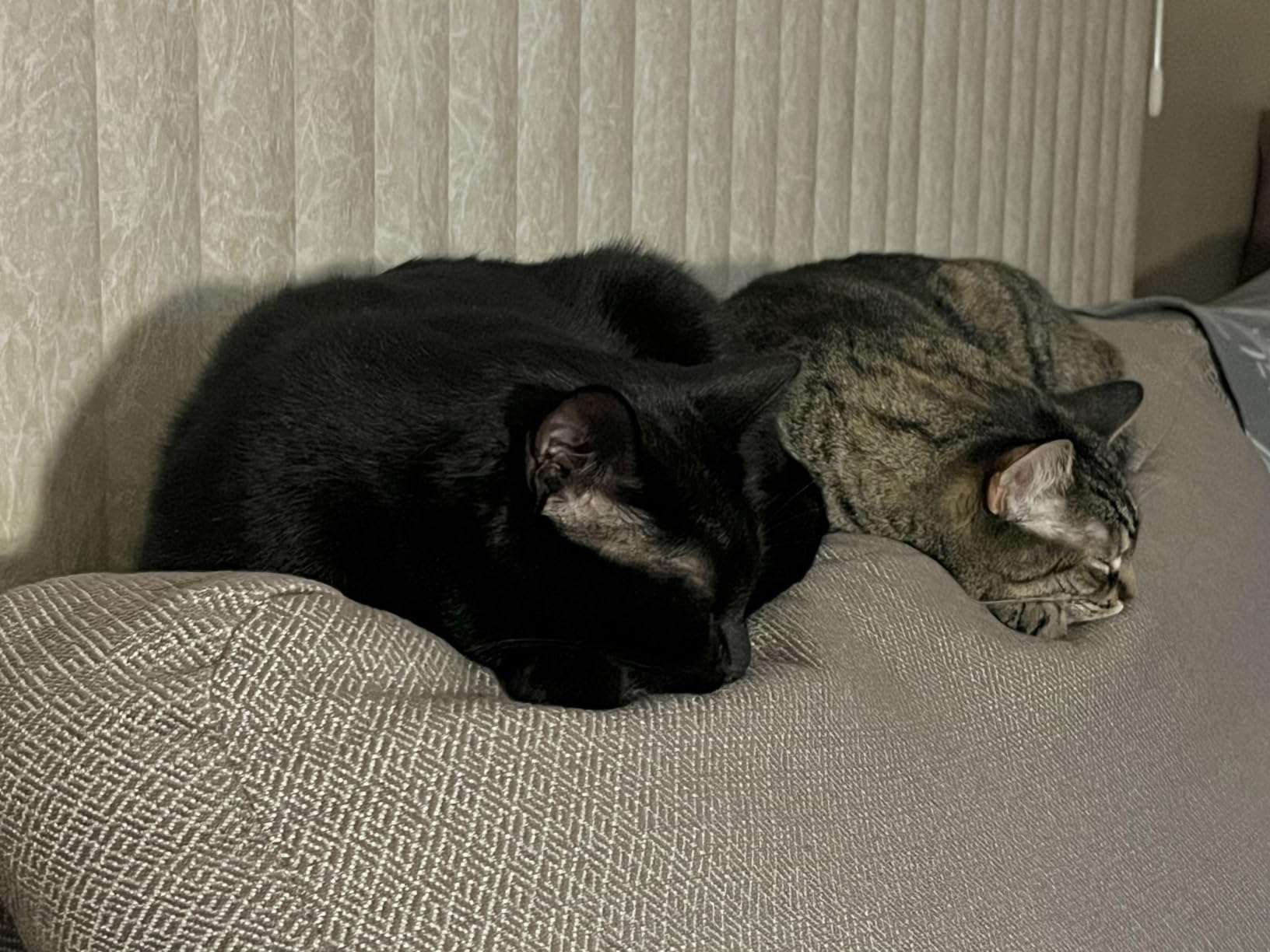 BLACK+DECKER Pet Hair Remover, Roller, Remove Dog Hair and Cat Hair Easily (HMSCT0001) customer photo 1