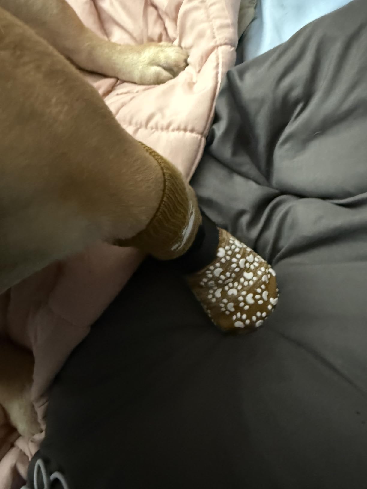 EXPAWLORER Anti Slip Dog Socks to Prevent Licking Paws, Dog Shoes for Hot Pavement, Dog Booties for Small Medium Large Senior Dogs, Traction Control Boots & Paw Protectors for Hardwood Floors customer photo 1