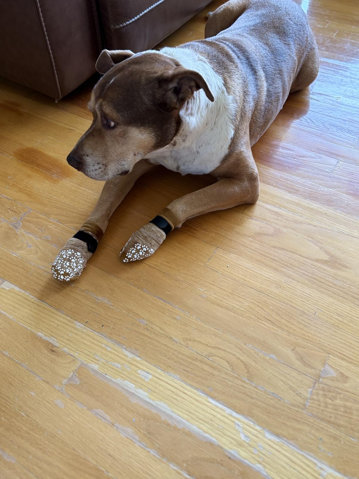 EXPAWLORER Anti Slip Dog Socks to Prevent Licking Paws, Dog Shoes for Hot Pavement, Dog Booties for Small Medium Large Senior Dogs, Traction Control Boots & Paw Protectors for Hardwood Floors customer photo 2