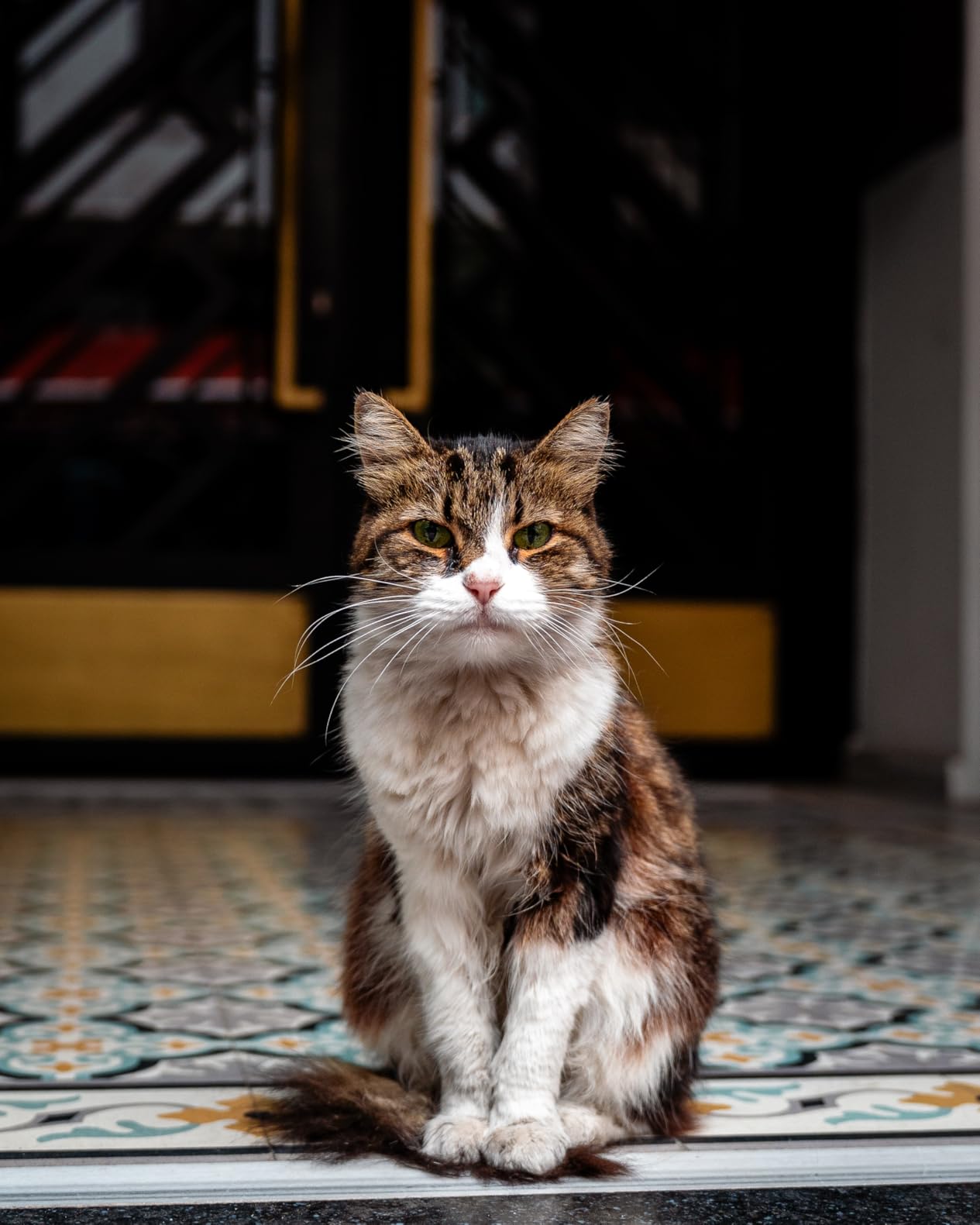 Sony FE 24-70mm f/2.8 GM II - Full-Frame G Master Standard Zoom customer photo 2