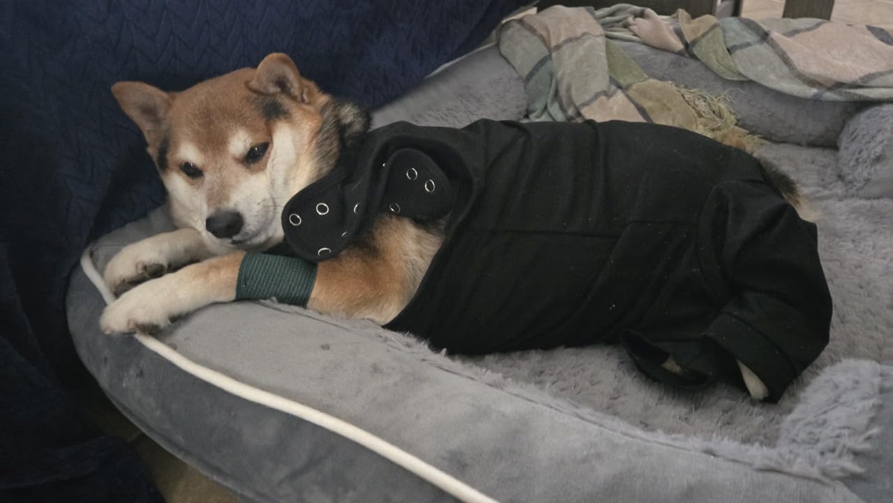 Comfort Expression Orthopedic Dog Bed for Extra Large Dogs 42x30 Inch, Waterproof Egg Crate Foam XL Pet Bed with Removable Bolsters, Dog Couch with Washable Cover & Non-Slip Bottom, Grey customer photo 1