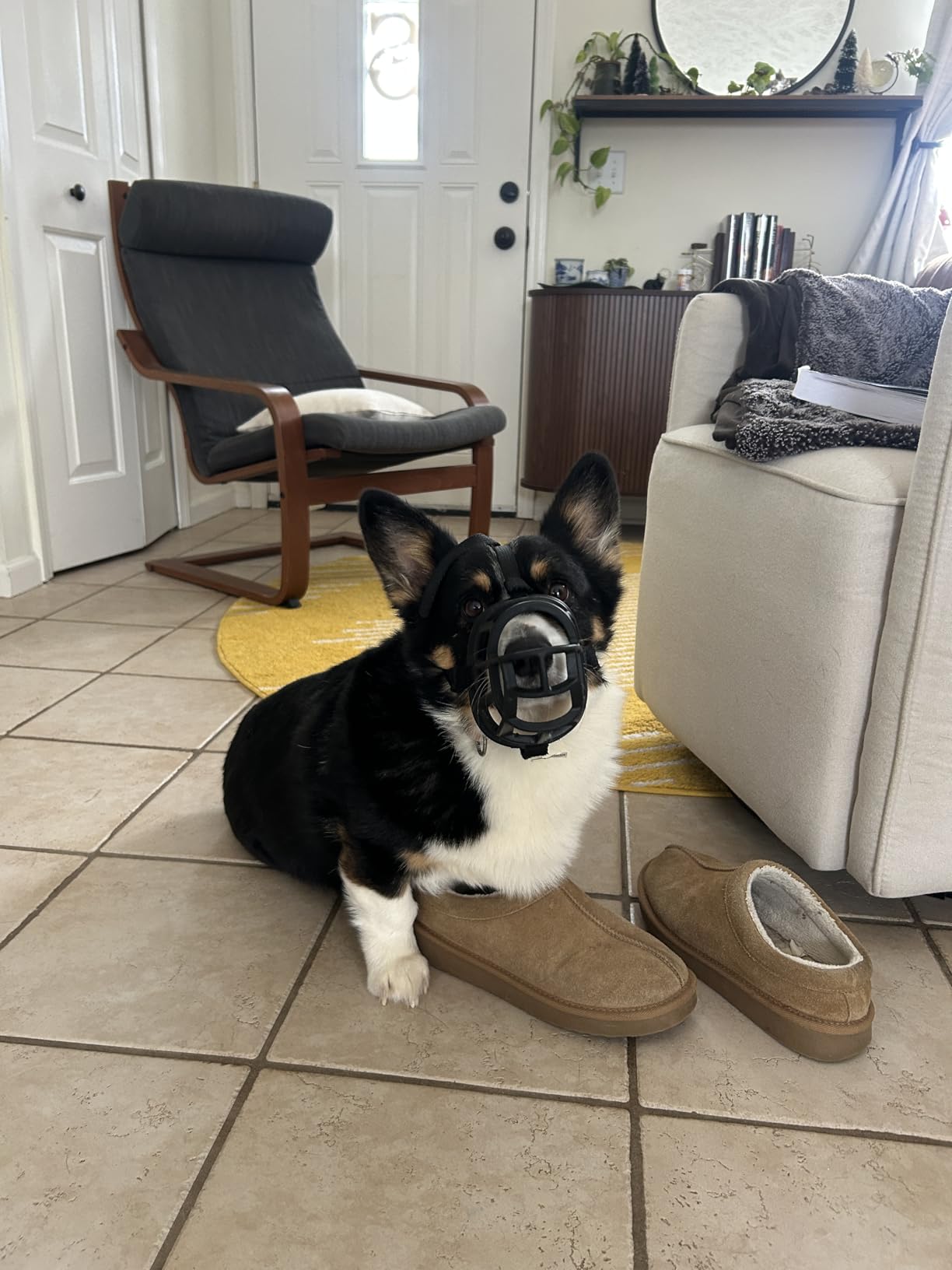 BARKLESS Dog Muzzle, Basket Muzzle for Biting, Chewing and Scavenging, Humane Cage Mouth Cover, Perfect for Grooming and Training Large Aggressive Reactive Dogs (L, Black) customer photo 1