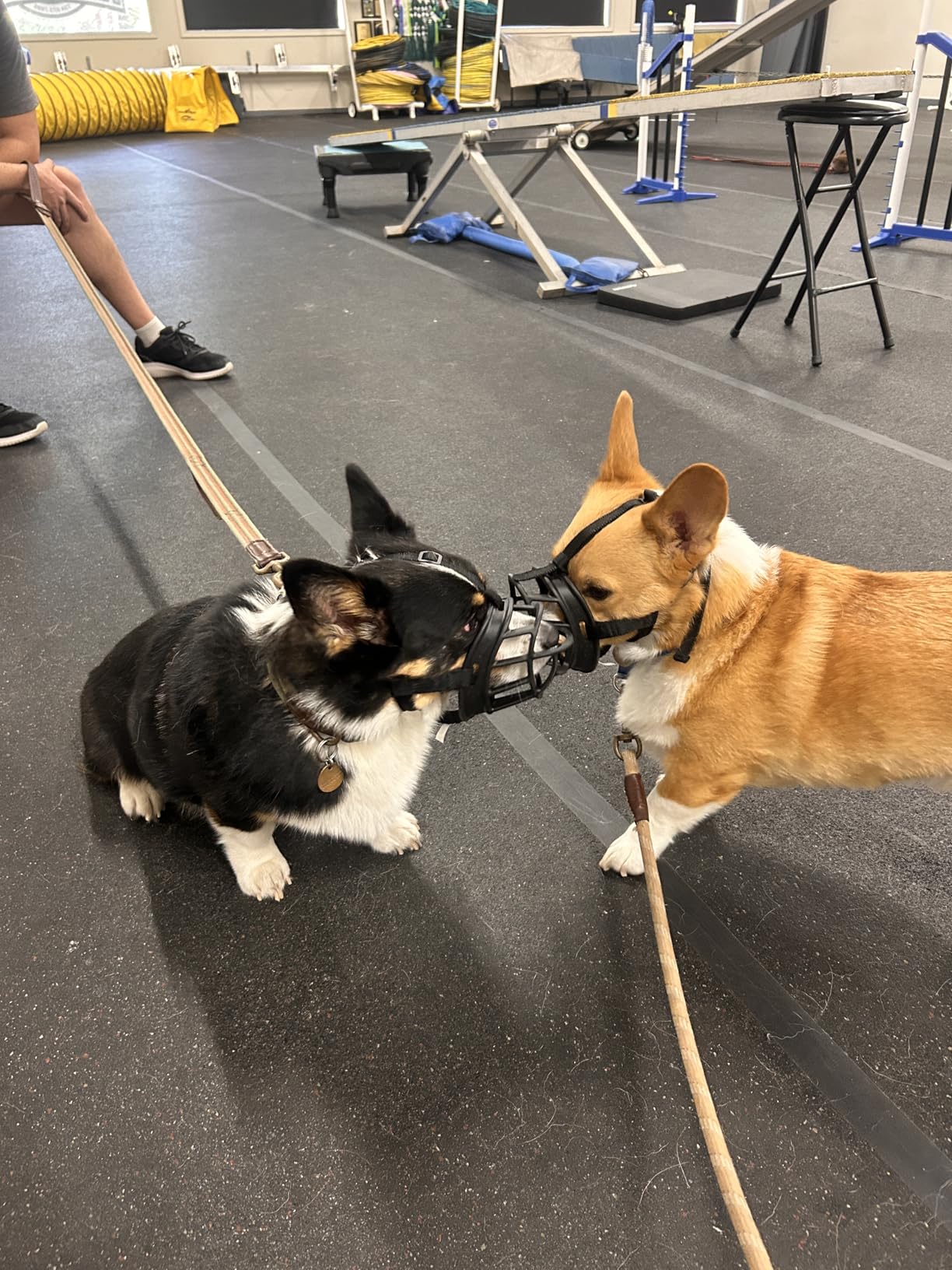 BARKLESS Dog Muzzle, Basket Muzzle for Biting, Chewing and Scavenging, Humane Cage Mouth Cover, Perfect for Grooming and Training Large Aggressive Reactive Dogs (L, Black) customer photo 2