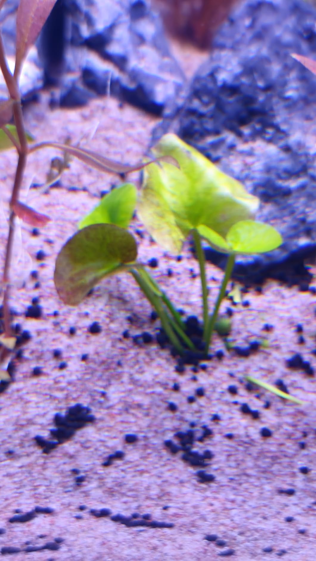 Fzone 2.5 L Aquarium CO2 Generator System Carbon Dioxide Reactor Kit with Regulator and Needle Valve for Aquarium Plants Tanks customer photo 2