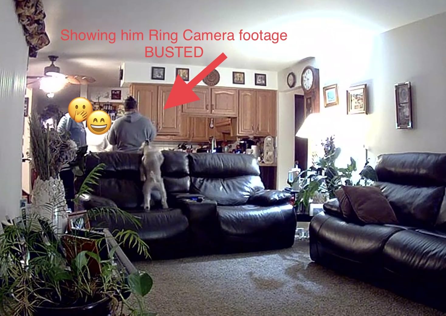Ring Indoor Cam, Home or business security in 1080p HD video, Black customer photo 2