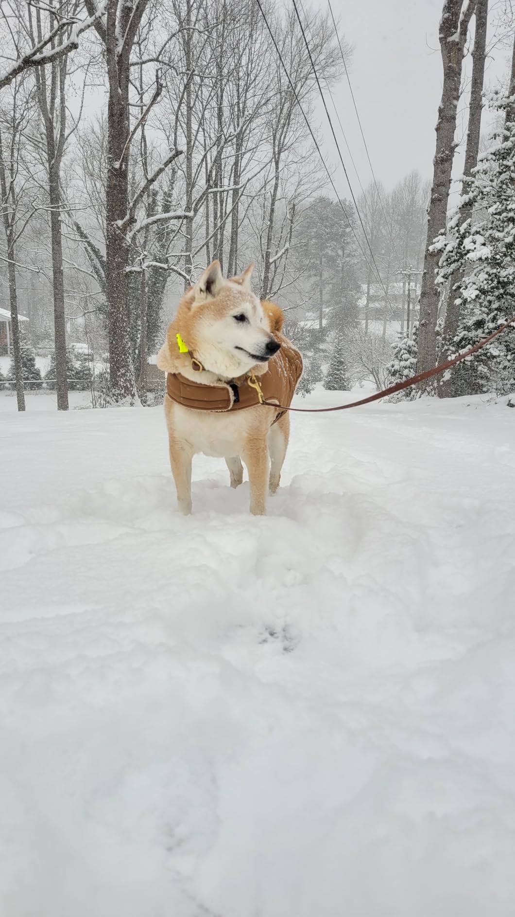 Queenmore Warm Dog Coat, Cold Weather Puffer Dog Jacket with Ultra Thick Plush Lining, Storage Pockets (Green, Small) customer photo 2