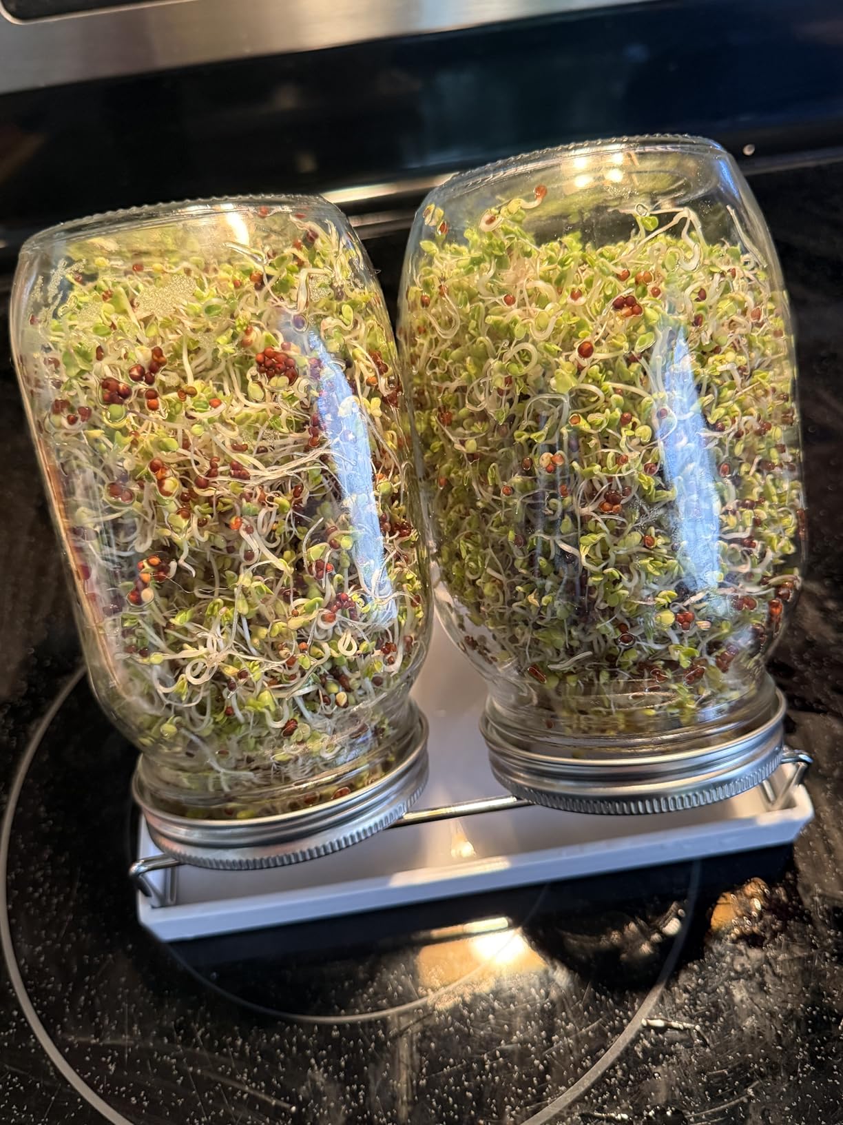 Premium Sprouting Jar Kit 2Pcs Large Wide Mouth Mason Jars With Screen Sprout Lid,Sprouting Jar Stand,Tray,Blackout Sleeves,-Seed Sprouting Kit For Growing Mung beans,Broccoli customer photo 1